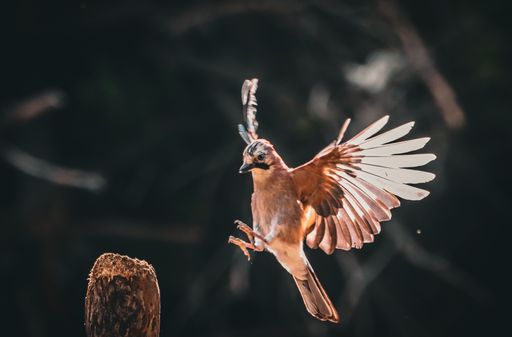 A jay bird captured in mid-flight with wings spread wide against a clear sky.