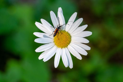 A close-up of stenurella melanura, a longhorn beetle resting on a white daisy around its yellow center, set against a blurred green background.