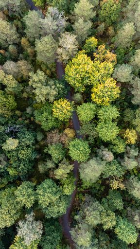 Magnificent view of coniferous and deciduous forest seen from above, aerial, bird's eye view. Autumn landscape, trees that begin to get autumn colors.