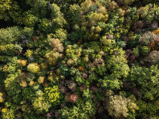 Beautiful aerial view of deciduous forest in autumn colors. Drone photography taken from above in Sweden in October.