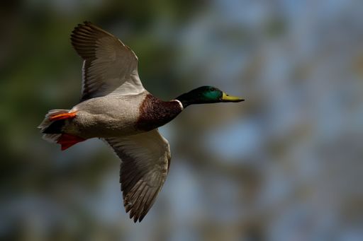 A mallard duck in flight with wings spread against a blurred natural background.