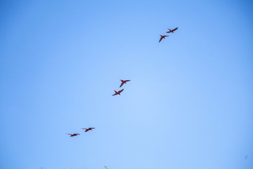 A beautiful shot of the birds flying in the blue sky - perfect for background