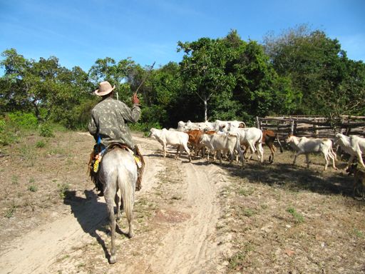 A rear view of a cattleman following the cattle in a village against a clear sky in Brazil