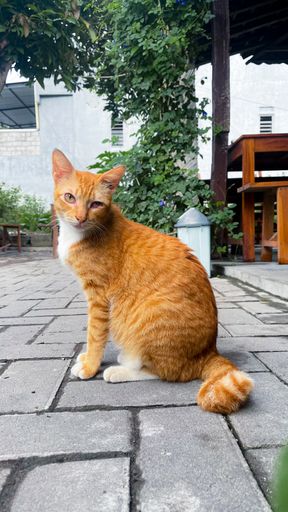 A vertical shot of a ginger cat on the street