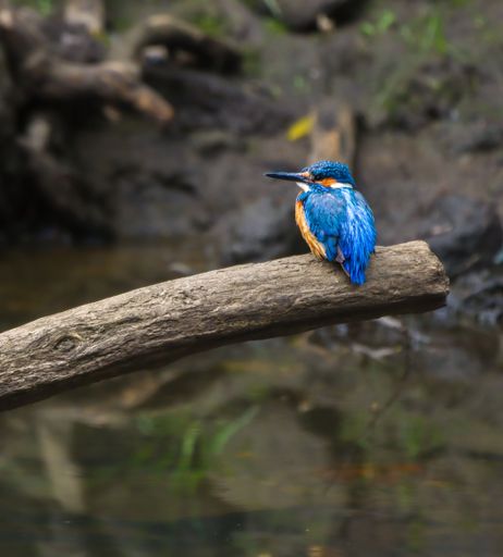 A vibrant kingfisher perched on a branch over a calm river, showcasing its vivid blue and orange feathers.