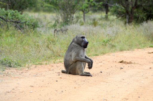 Chacma Baboon sits on a dirt road in the African savannah, calmly observing its surroundings. Captured in natural habitat.