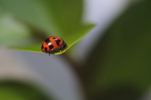 A macro shot of a red lady beetle on a green leaf