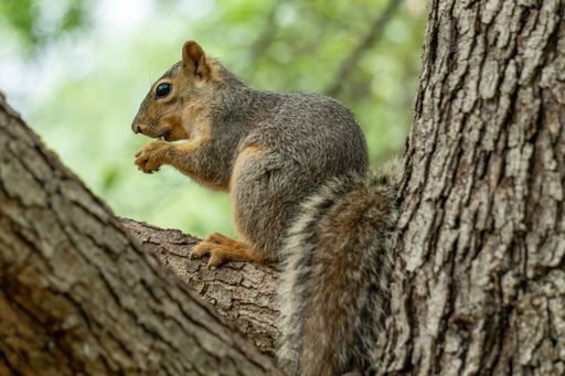 A close-up of a squirrel perched on a tree branch in a lush green forest setting.