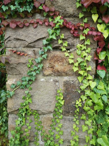 A vertical shot of a wild ivy wine growing on a quarry stone wall