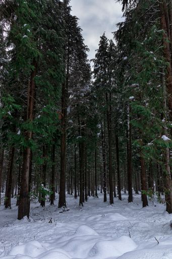 A vertical shot of snowy conifers on a cloudy winter day