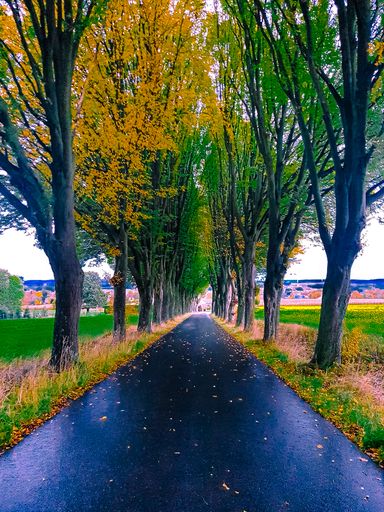 A vertical shot of a wet road between two rows of trees with yellow and green leaves in autumn.