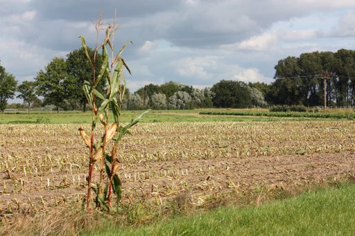 A maize plantation with harvested corns