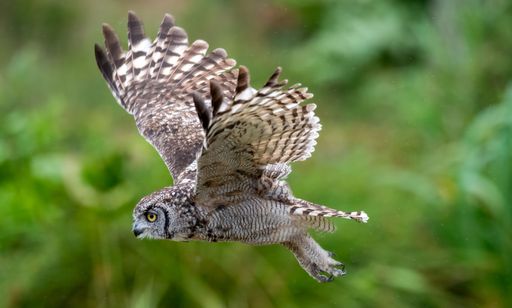 A majestic owl in flight with wings spread wide against a blurred green background, showcasing its detailed feathers.