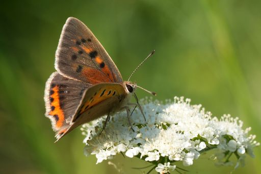 Bright European common copper butterfly Lycaena phlaeas shows its orange and black spotted wings fully open.