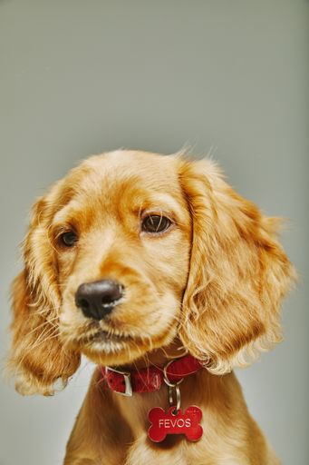 A vertical shot of a cute English cocker spaniel with a collar isolated on a gray background
