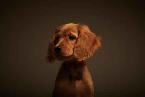 A cute brown English cocker spaniel with a collar isolated on a brown background