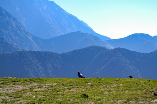 Two crows on the ground surrounded by mountains covered in greenery under the sunlight at daytime