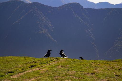 Three crows standing on the ground surrounded by hills covered in trees under the sunlight at daytime
