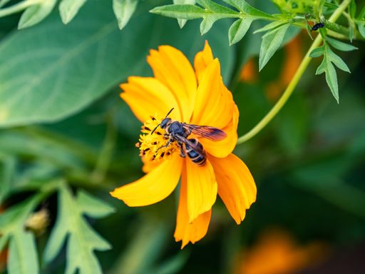 A closeup of a scoliid wasp on a yellow garden cosmos flower in a field
