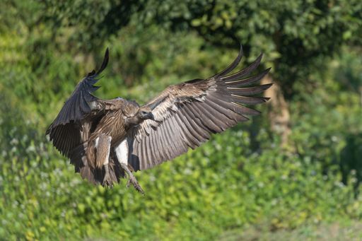 A majestic vulture in flight with wings fully spread against a lush green forest background.