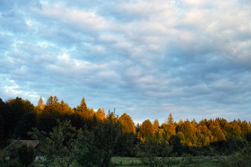 Scenic view of a forest with trees illuminated by golden sunlight under a cloudy sky, capturing the beauty of nature during sunset.