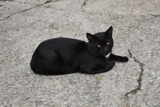 A black cat lying and resting on the ground outdoors