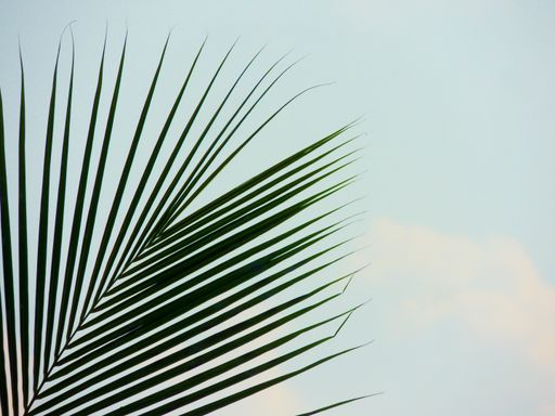 A closeup shot of palm tree leaves on gray background