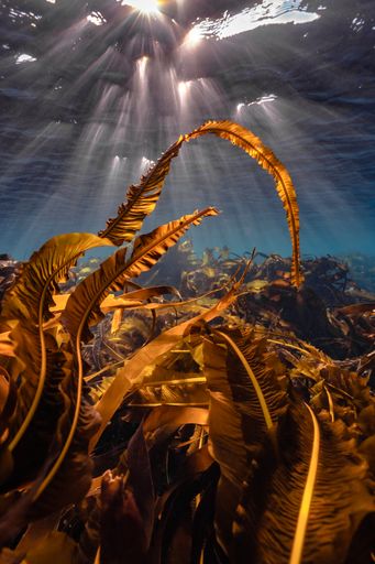 A vertical shot of blades of kelp under the sunlight near the Shetland Islands, UK