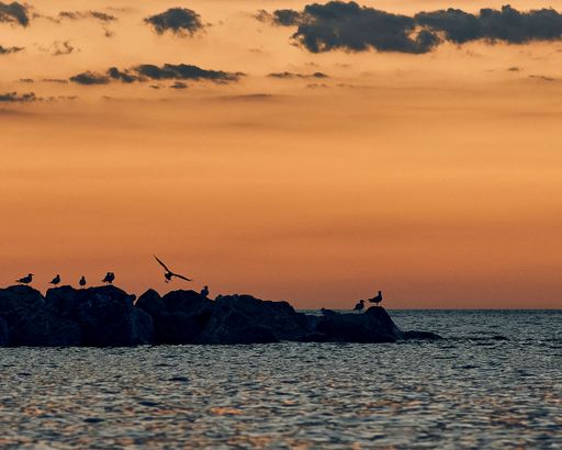 Seagulls gracefully flying over the ocean during a vibrant sunset