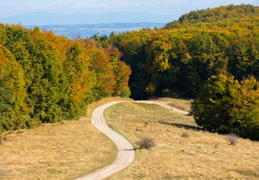 A landscape with a forest and a dirt road in autumn