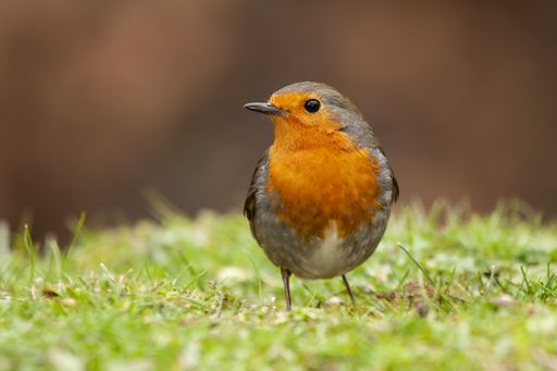 A closeup selective focus shot of a beautiful European robin