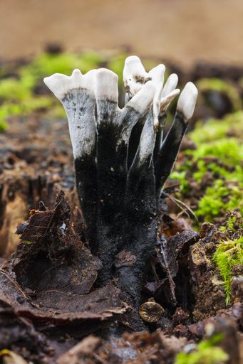 A closeup shot of beautiful mushroom on wet ground background