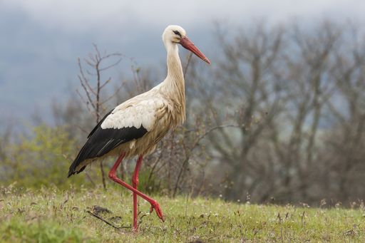 An amazing selective focus shot of a white stork