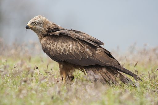 A breathtaking selective focus shot of a beautiful golden eagle