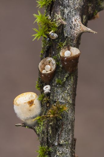 A beautiful closeup selective focus shot of mushrooms growing on a tree