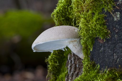 A closeup selective focus shot of a white mushroom growing on a tree