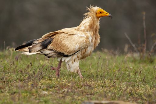 A closeup selective focus shot of a beautiful Egyptian vulture