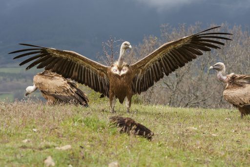 A breathtaking selective focus shot of beautiful vultures