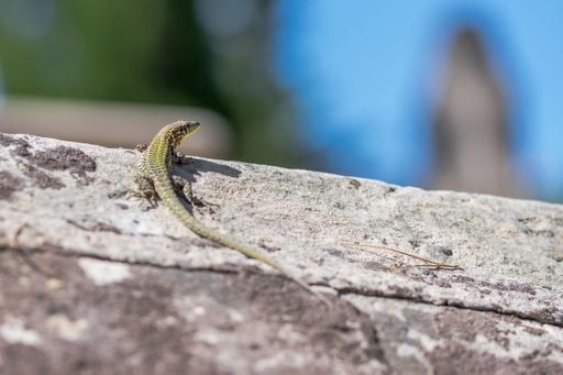 A Maltese Wall Lizard, also known as Filfola Lizard, Podarcis filfolensis, basking in the sun on limestone rock in the island of Malta.