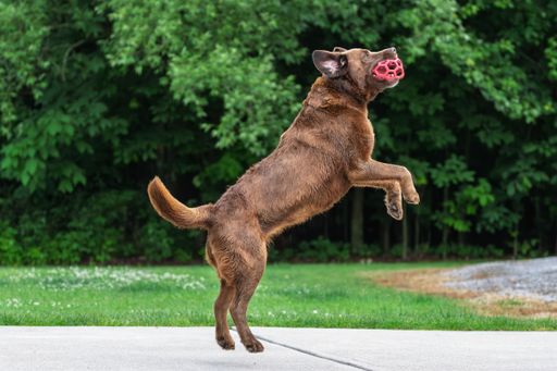 A playful Chesapeake Bay Retriever jumps with a red toy in its mouth against a lush green backdrop.