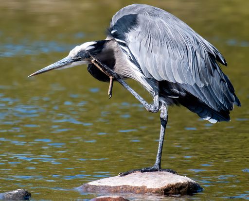 A great blue heron stands on one leg on a rock in a calm pond, showcasing its elegant feathers and natural habitat.