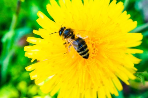 A closeup of a bee on a yellow dandelion in the garden against a blurry background