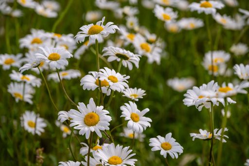 A close-up of blooming daisies in a lush green meadow, showcasing vibrant white petals and yellow centers.