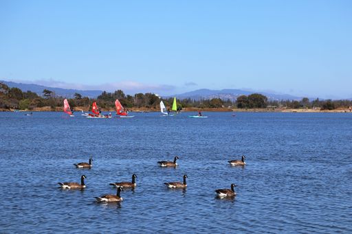 Canadian geese swim in Shoreline Lake with sailing, paddle boarding, and kayaking in the background.