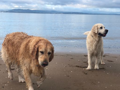 A beautiful view of a beach and two dogs standing near the water