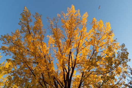 Closeup shot of a tree with yellow leaves. A bird flying over the tree in the blue sky
