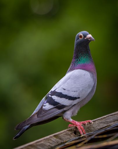 Close-up of a pigeon with vibrant plumage standing on a wooden surface against a blurred green background.
