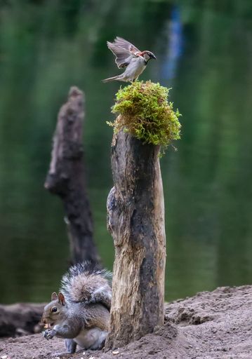 A squirrel eating near a tree stump with a bird perched above, in a serene forest setting.