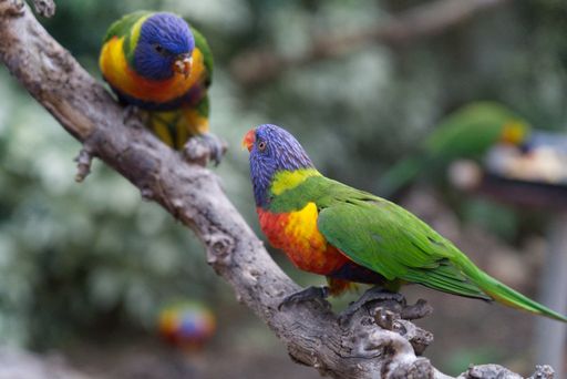 A couple of rainbow lorikeets perched on a branch