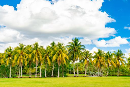 A row of lush palm trees under a bright blue sky with fluffy clouds, set in a green park landscape.